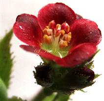  Male Flower